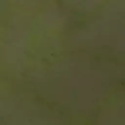 草地